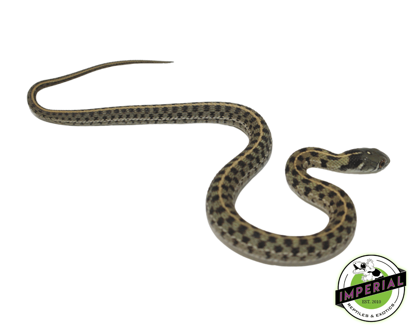 Checkered Garter Snake Baby — image 2
