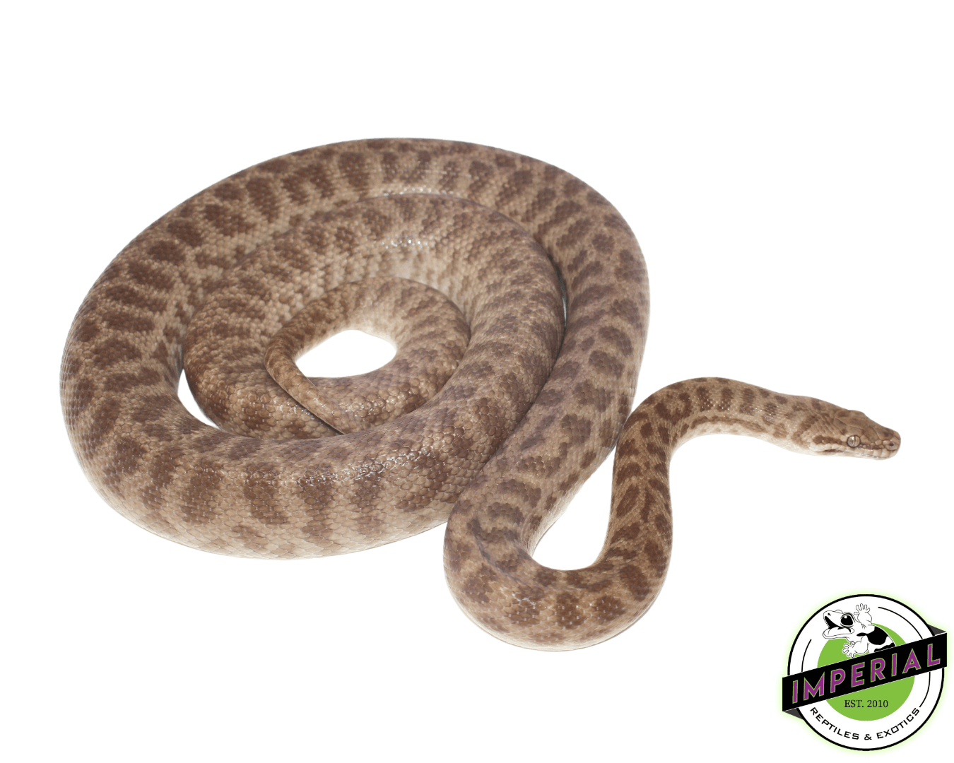 Children's Python Adult — image 2