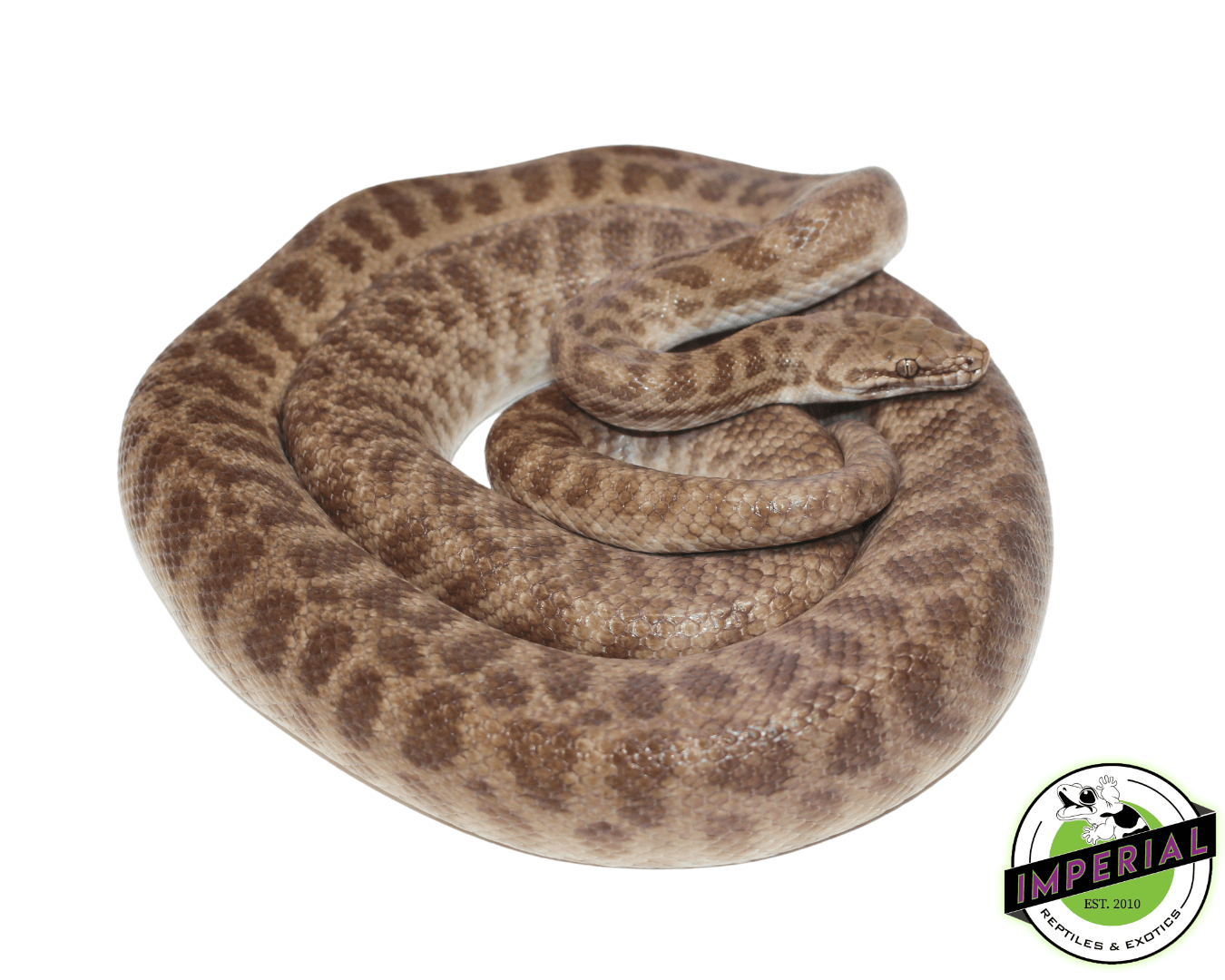 Children's Python Adult