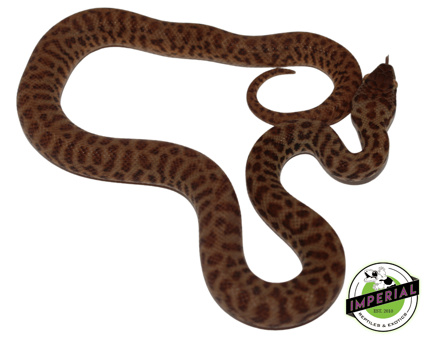 Children's Python Baby — image 2