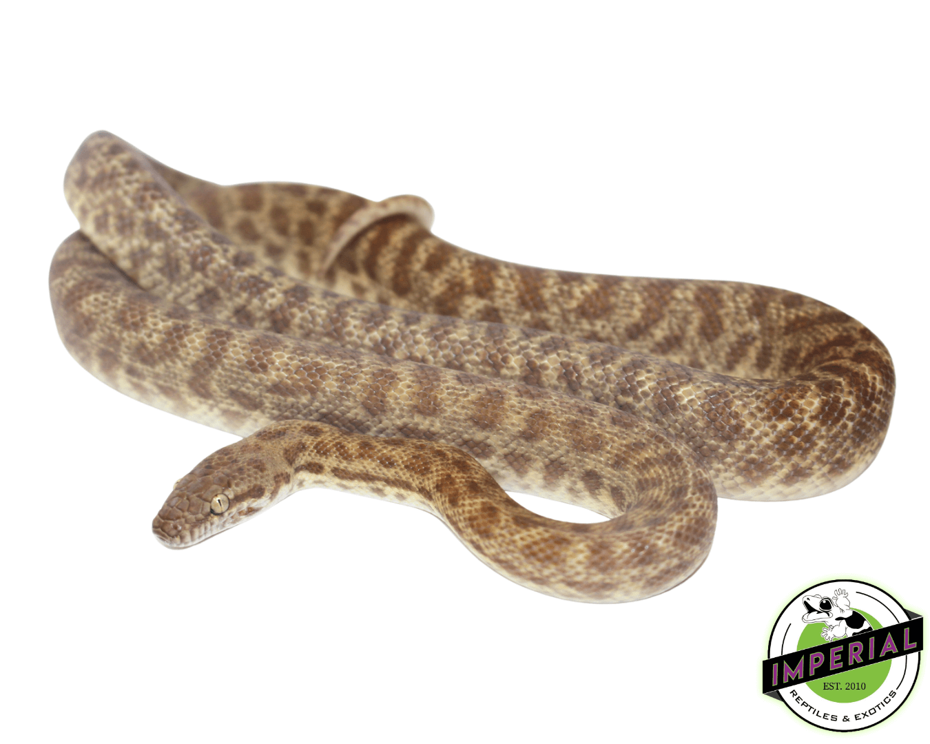 Children's Python Juvenile