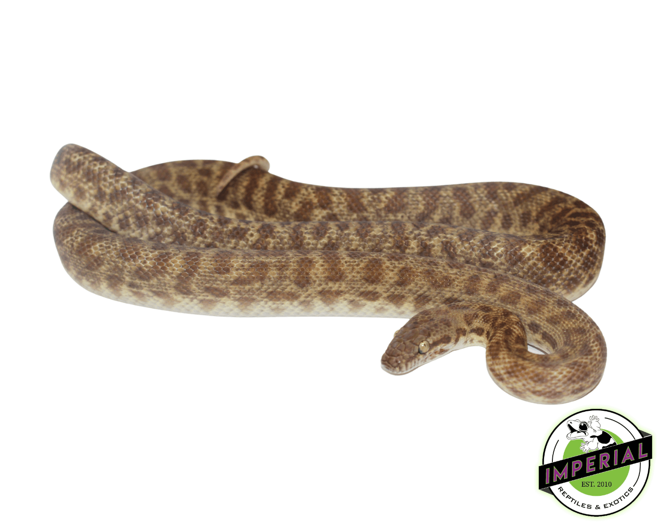 Children's Python Juvenile — image 2