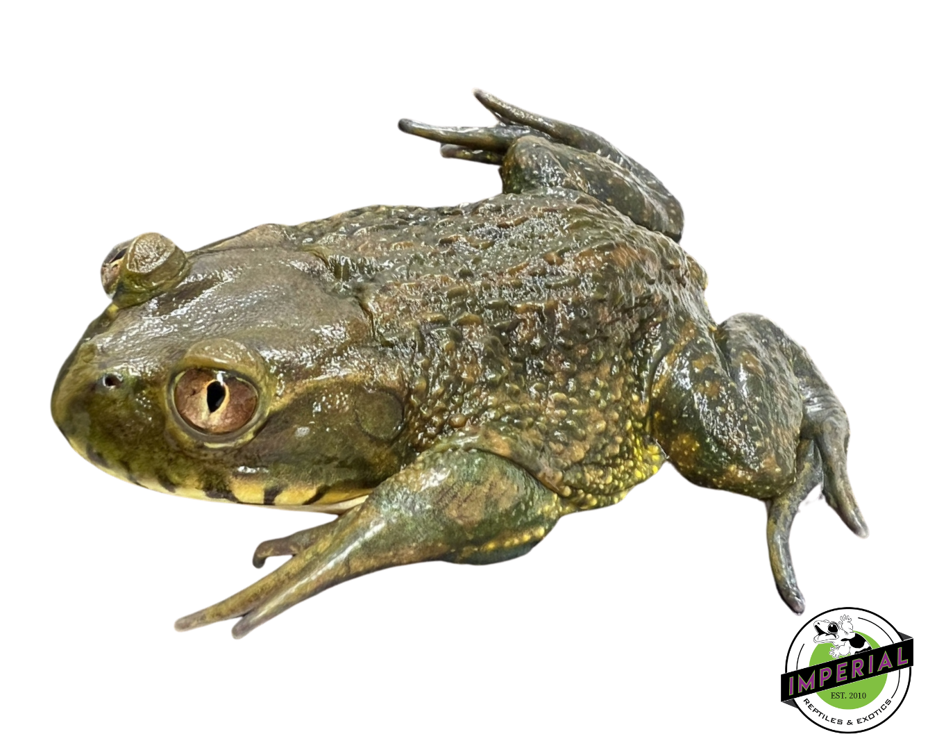 Chilean Wide-Mouth Toad