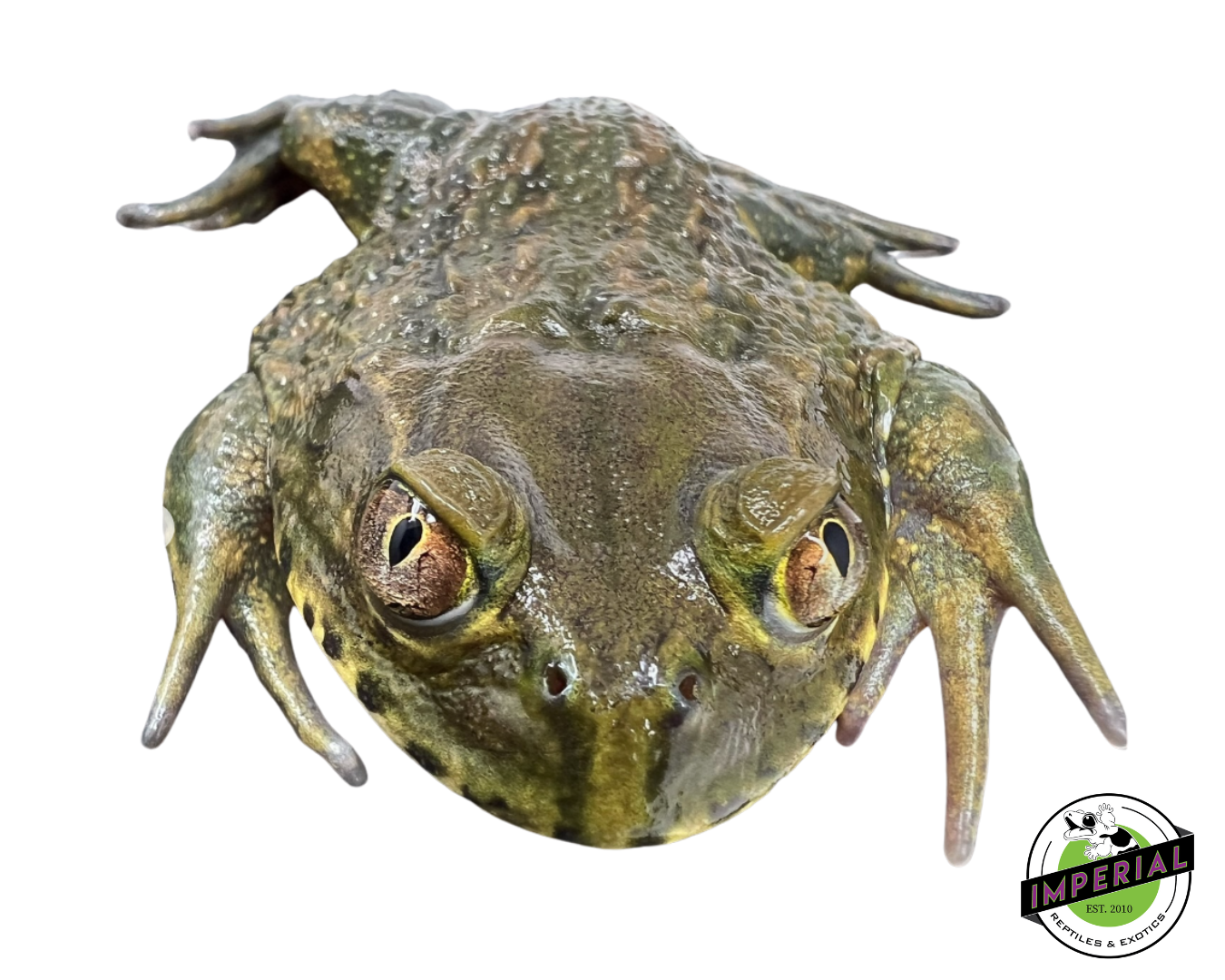 Chilean Wide-Mouth Toad — image 2
