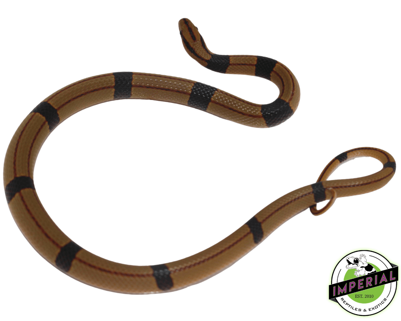 Chinese Bamboo Rat Snake Baby — image 3