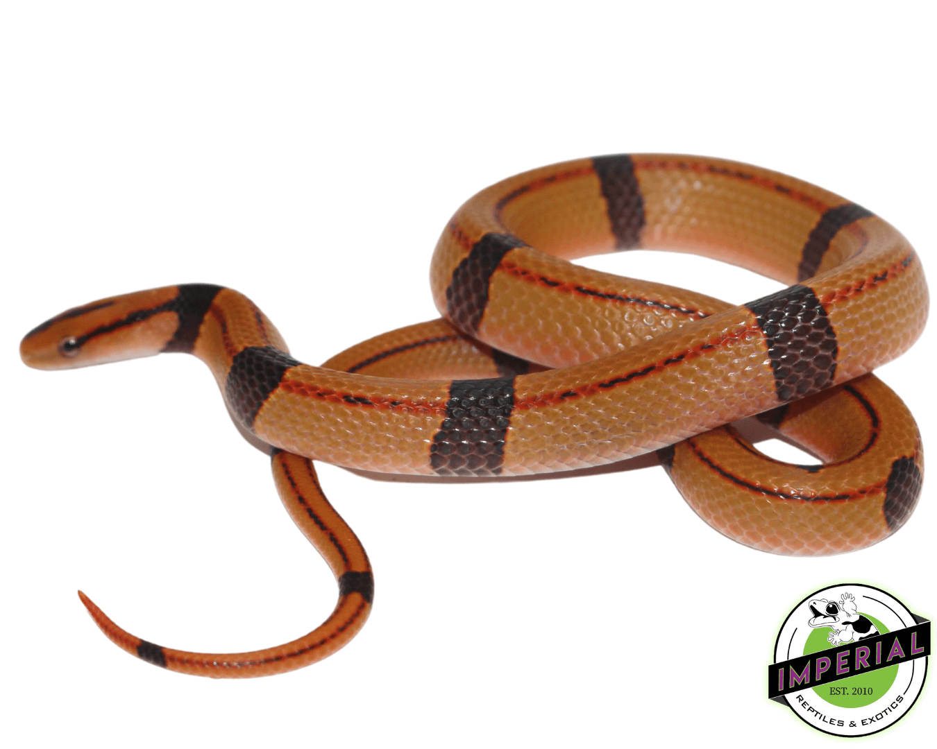 Chinese Bamboo Rat Snake Baby