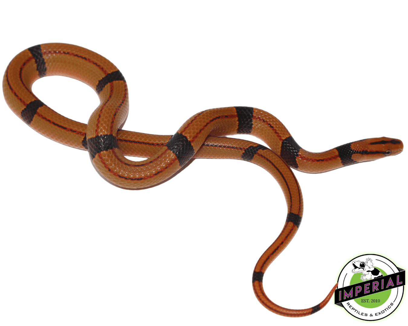 Chinese Bamboo Rat Snake Baby — image 2