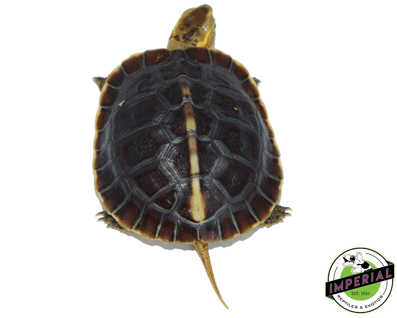 Chinese Box Turtle Baby — image 2