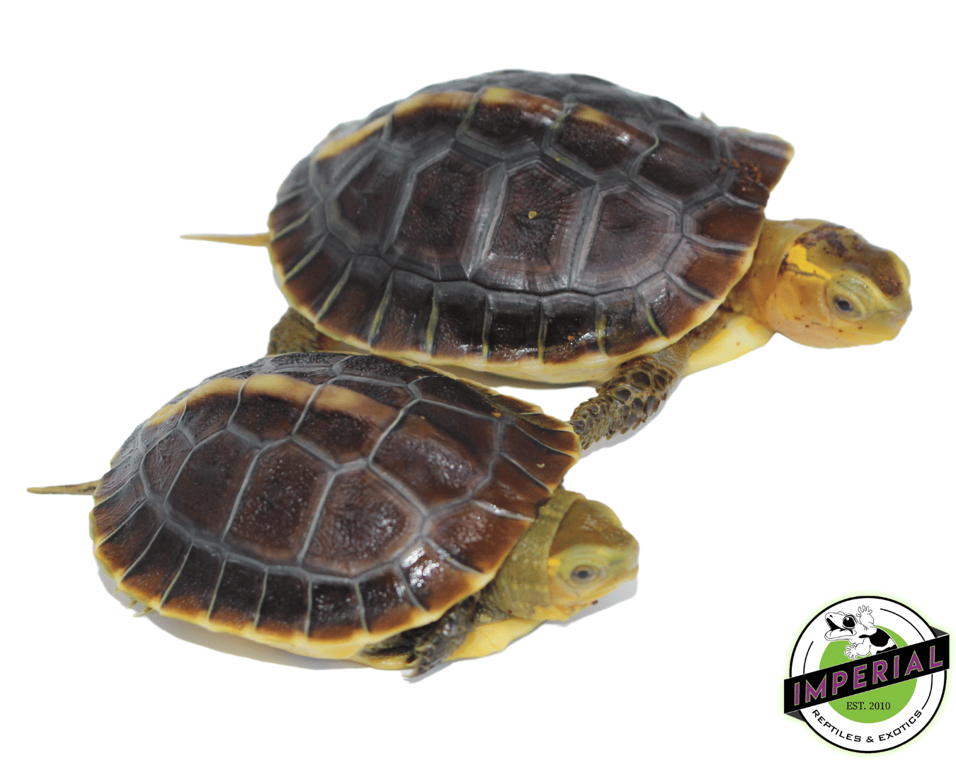 Chinese Box Turtle Baby
