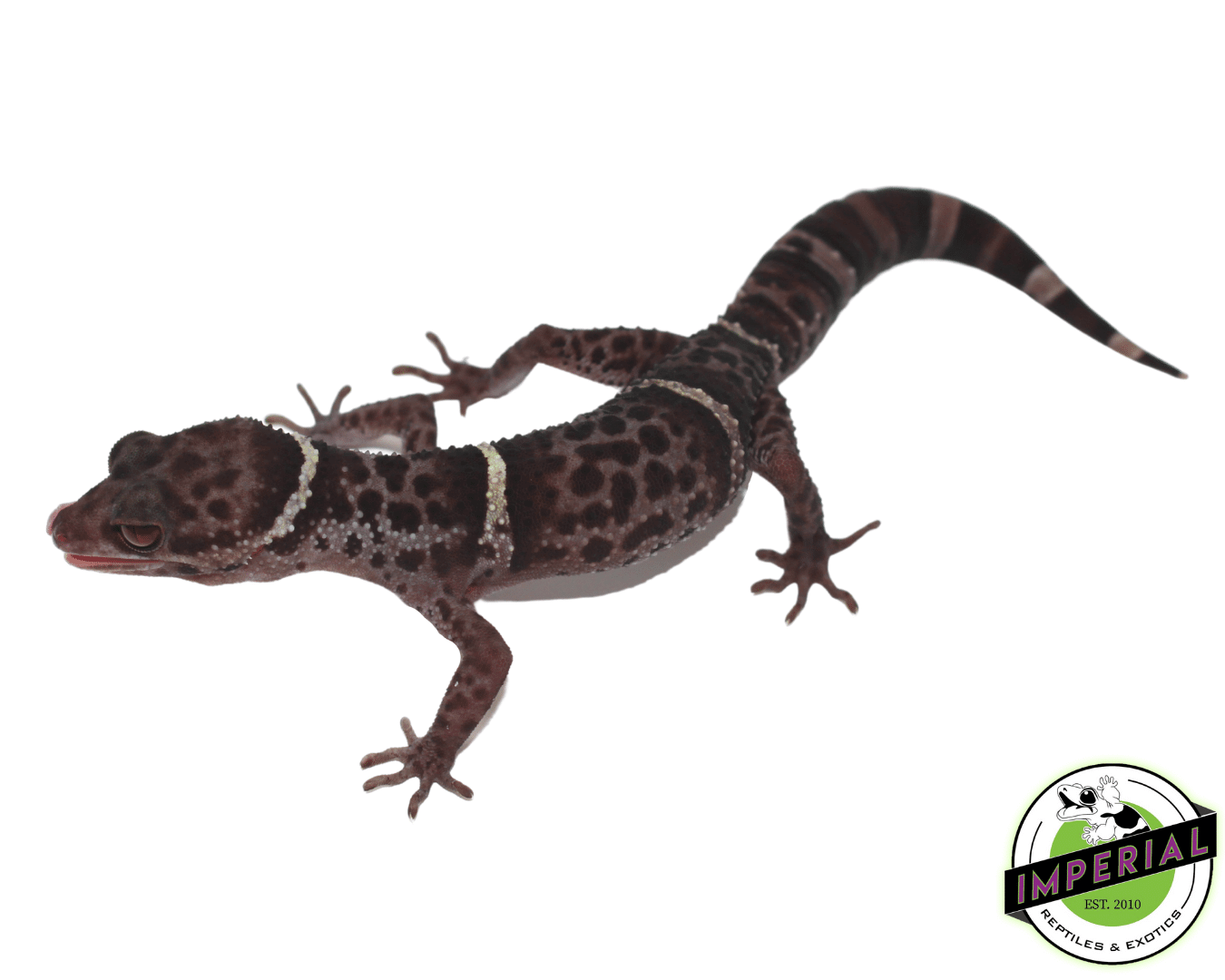 Chinese Cave Gecko — image 2