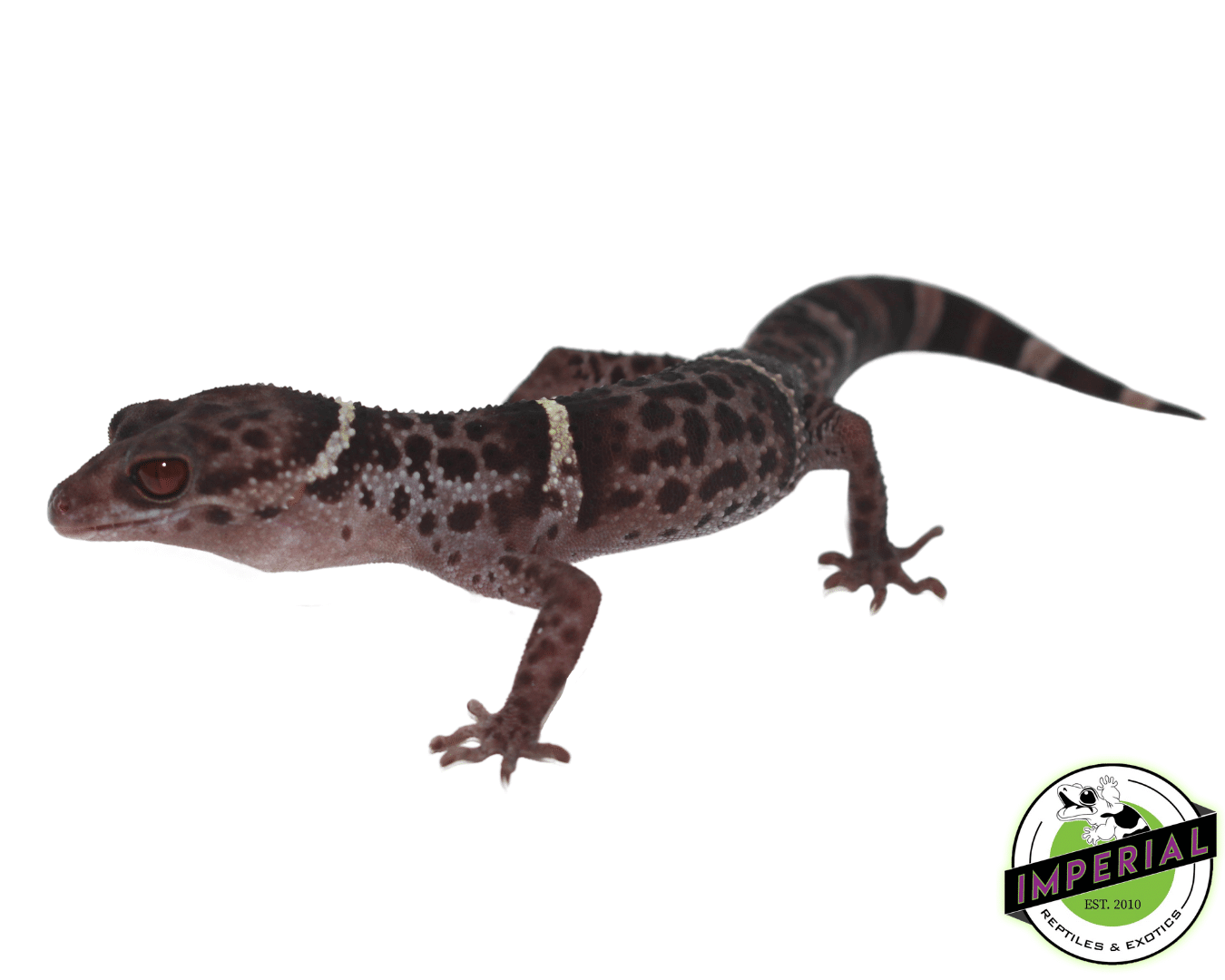 Chinese Cave Gecko