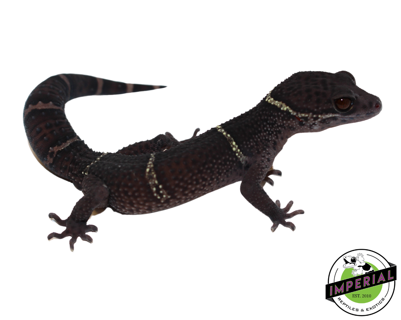 Chinese Cave Gecko Adult