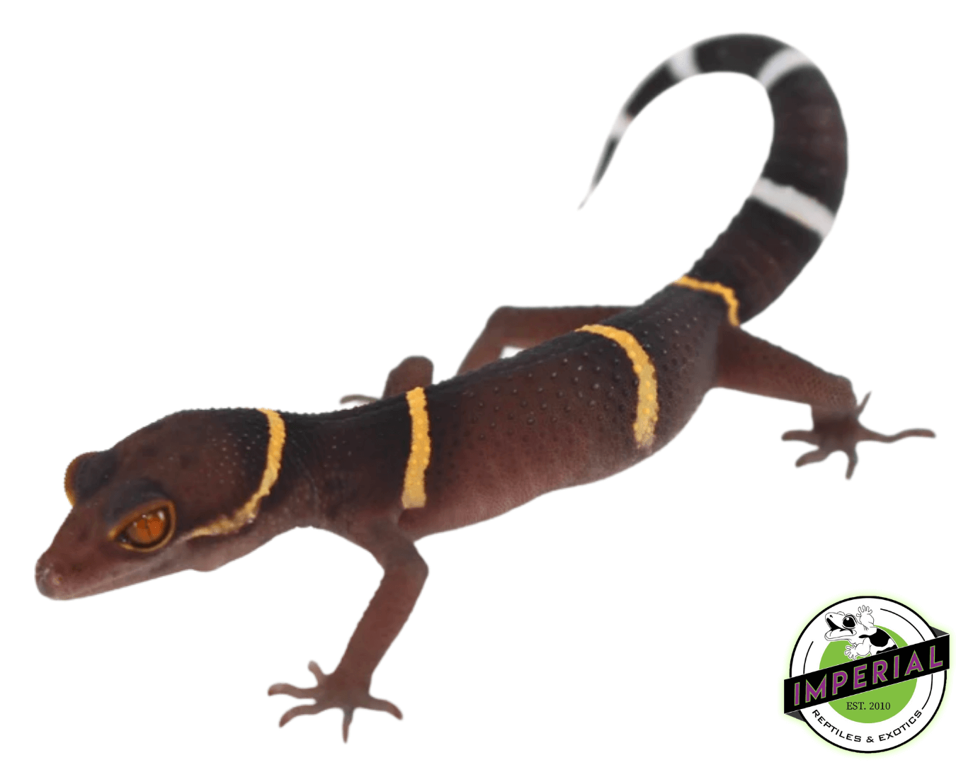 Chinese Cave Gecko