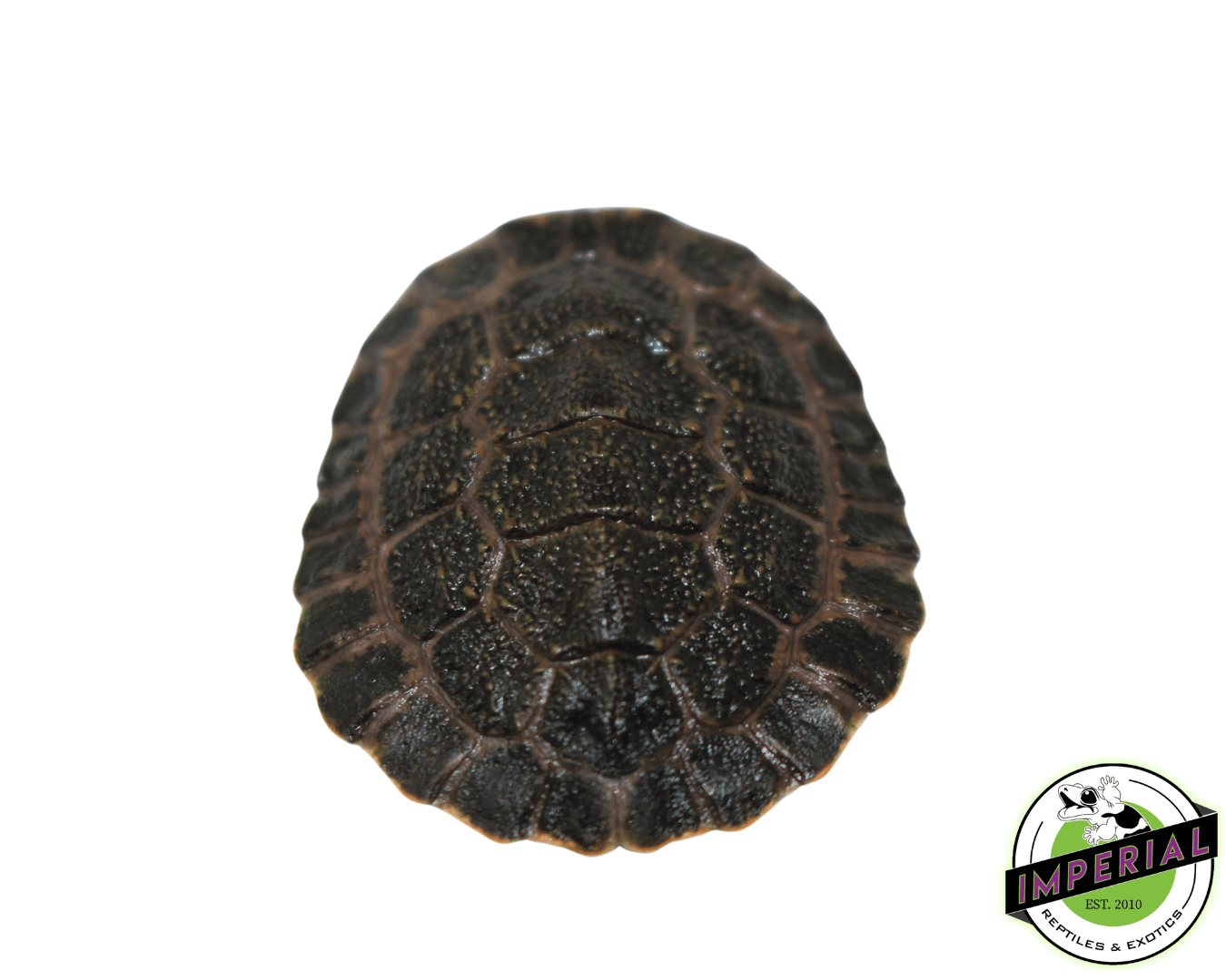 Chinese Golden Thread Turtle Baby — image 3