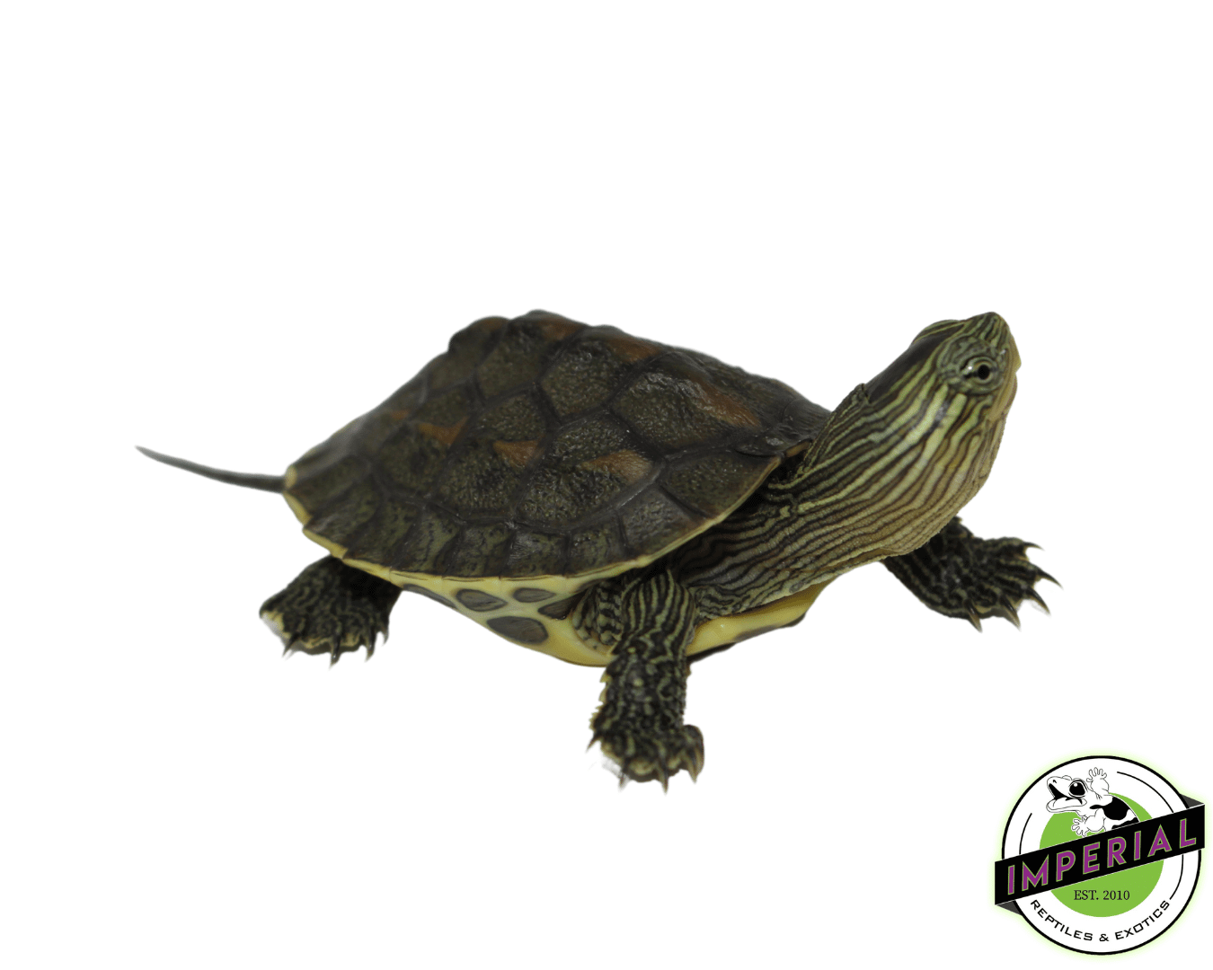 Chinese Golden Thread Turtle Baby