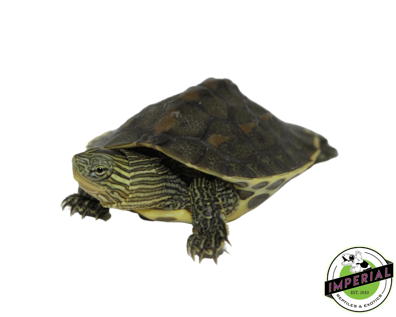 Chinese Golden Thread Turtle Baby — image 2