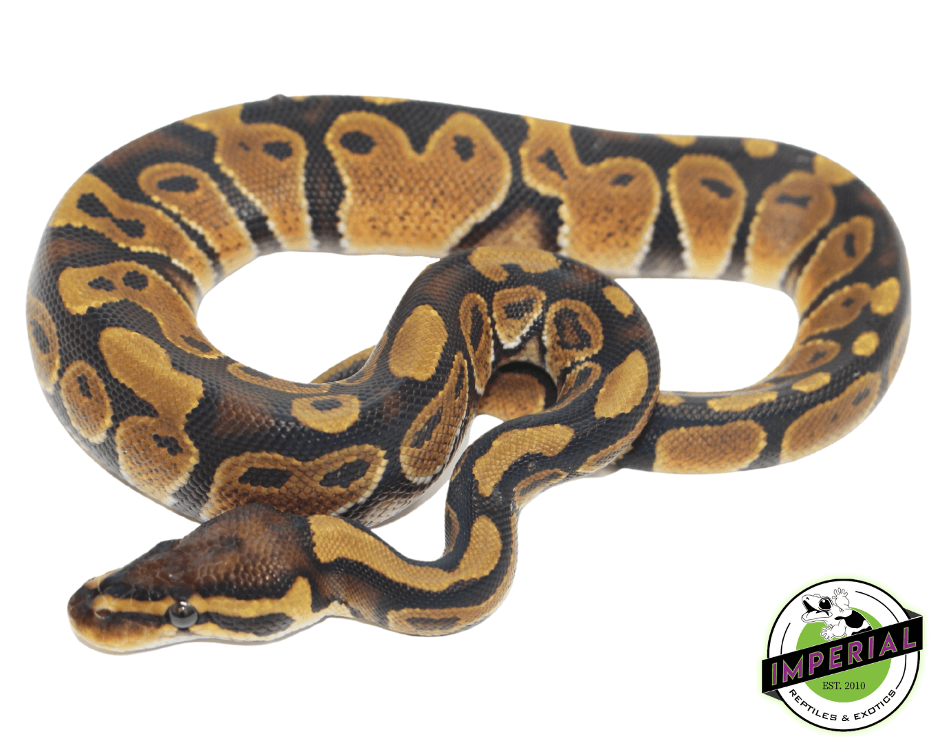 Chocolate Ball Python Baby — image 2