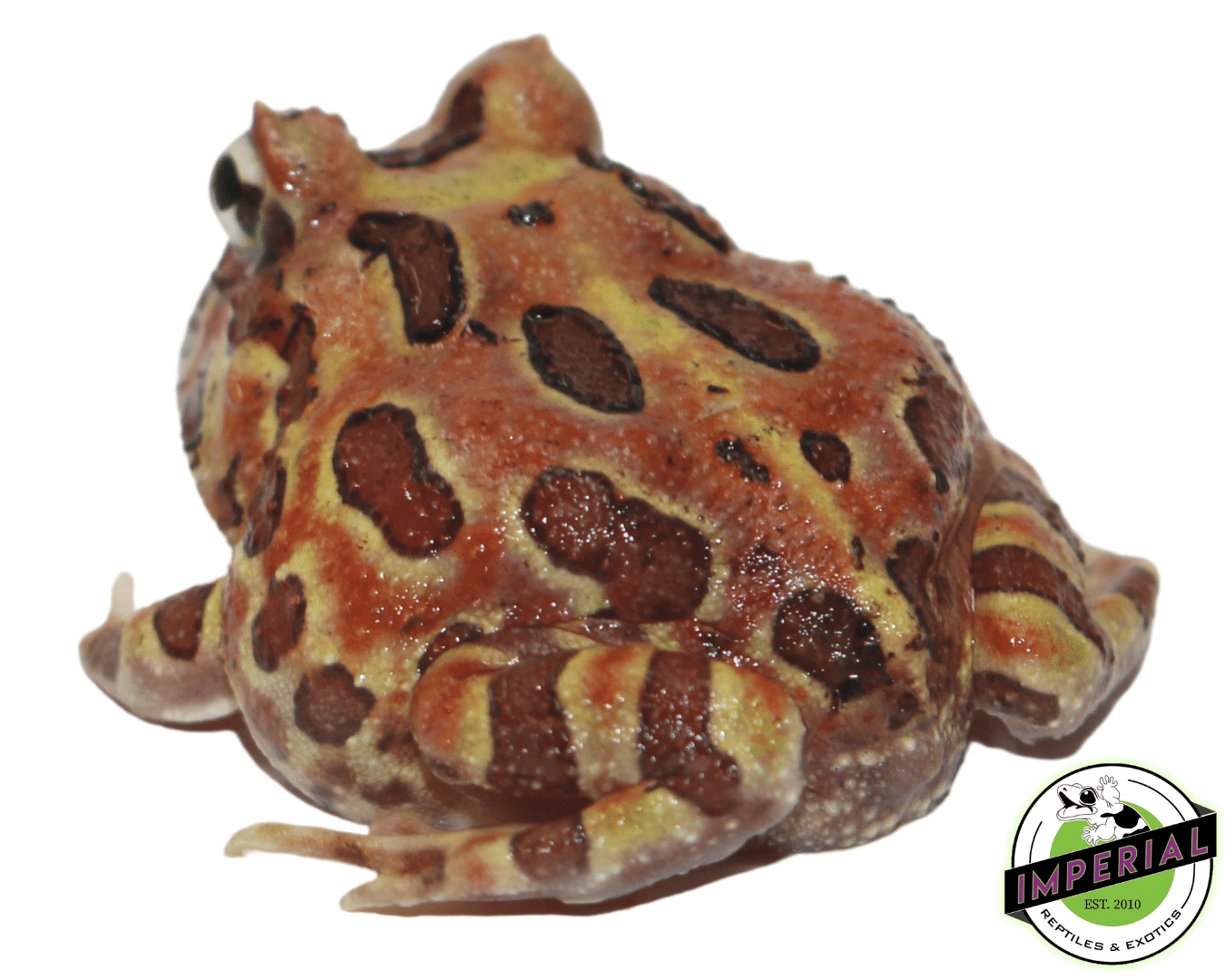 Chocolate Pacman Frog — image 2