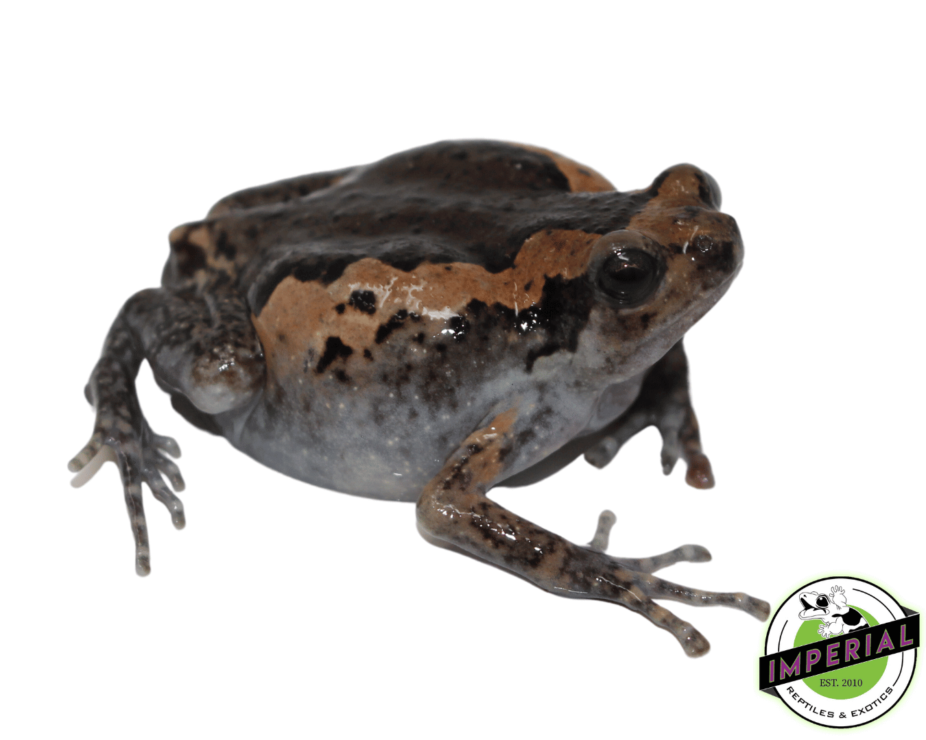 Chubby Frog