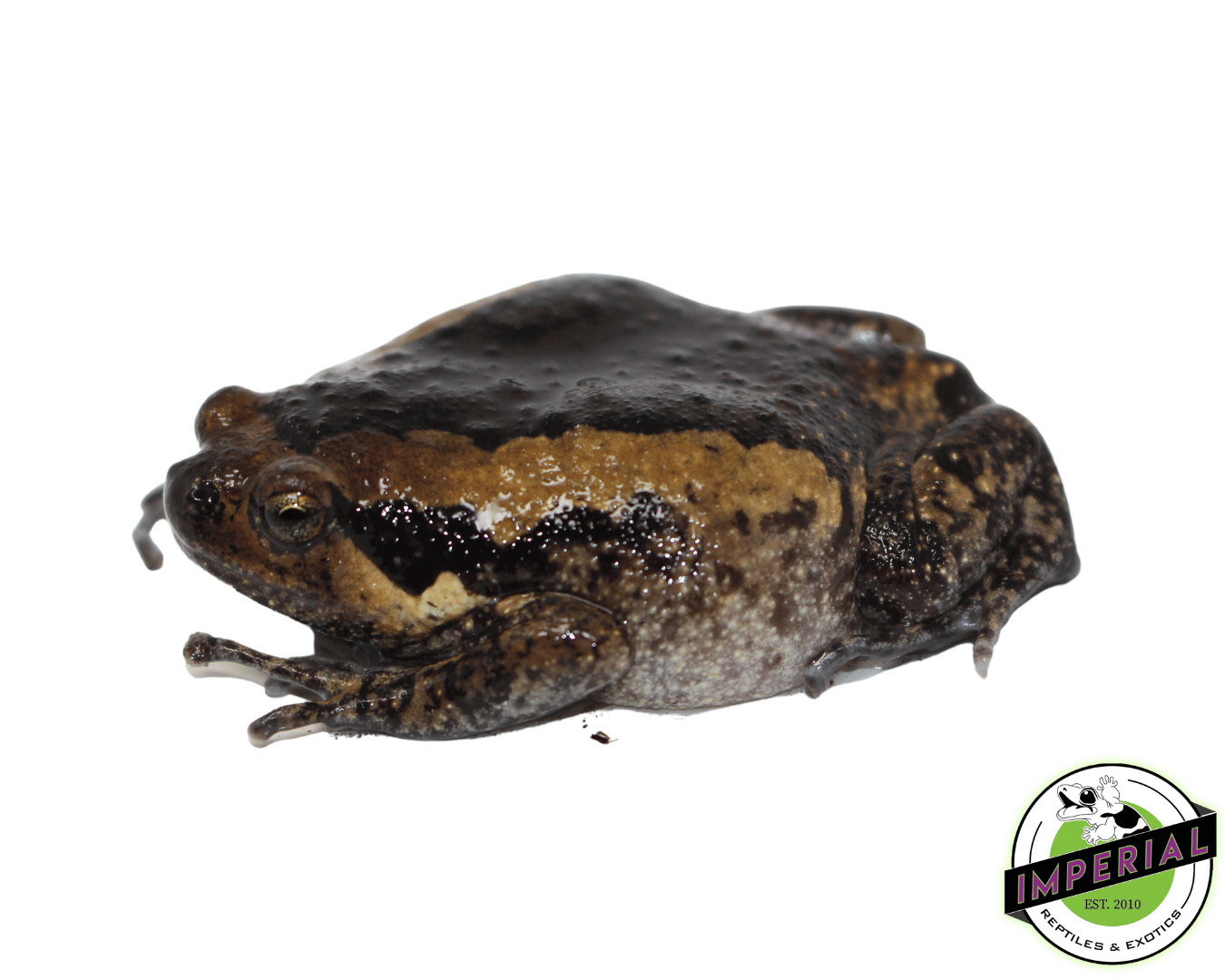 Chubby Frog — image 2