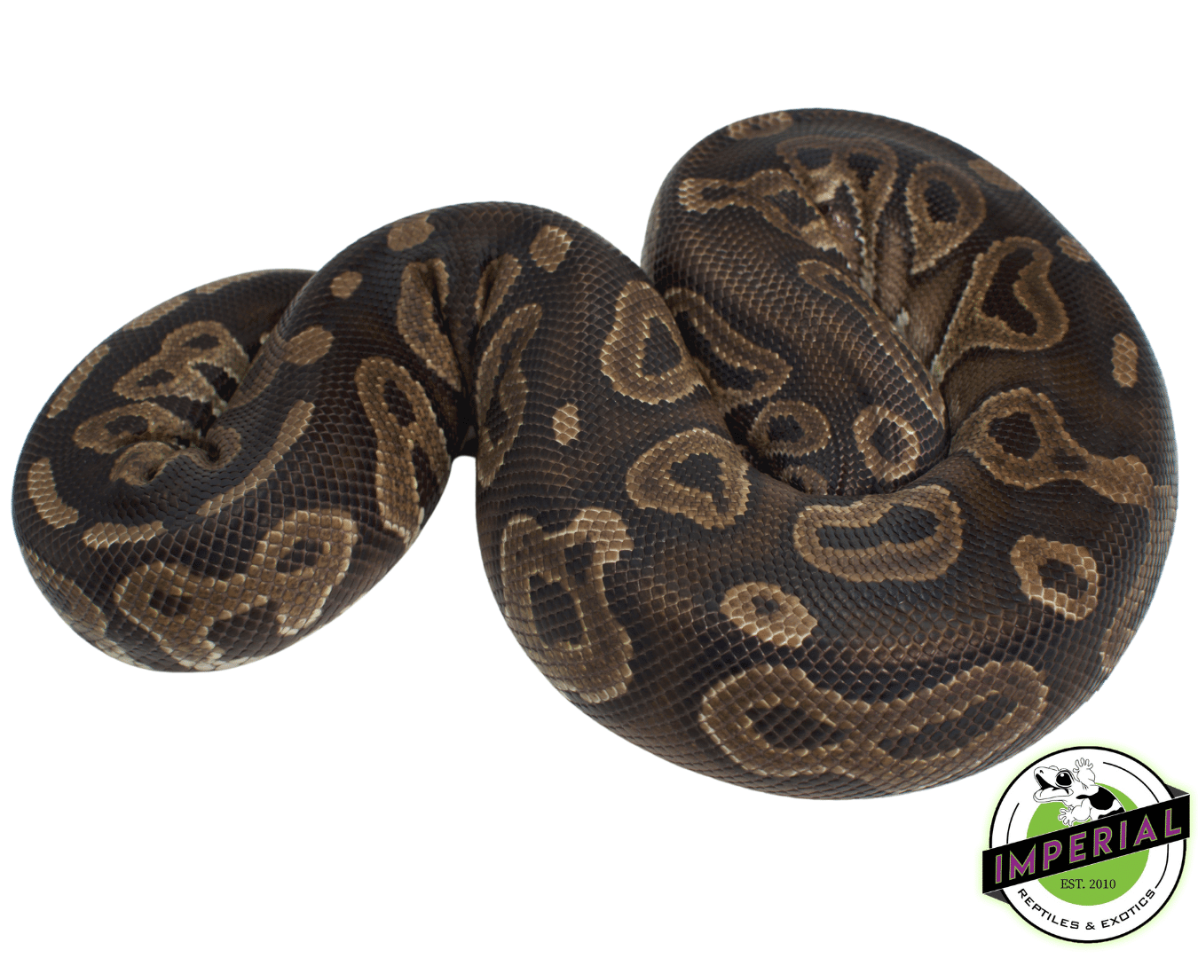 Cinnamon Ball Python Adult — image 2