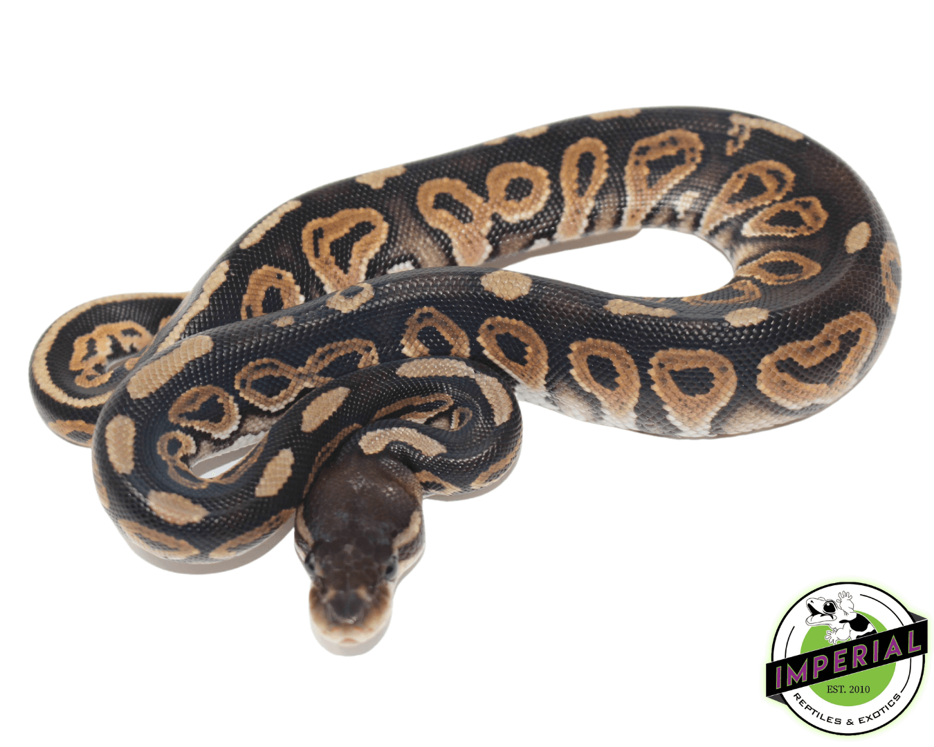 Cinnamon Ball Python