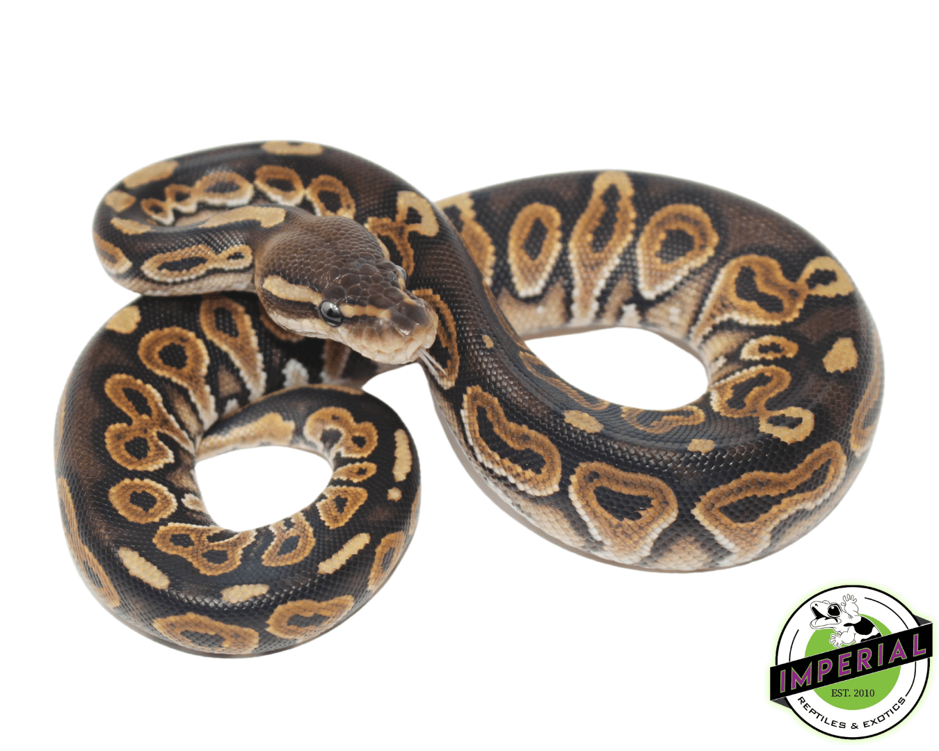 Cinnamon Ball Python — image 2
