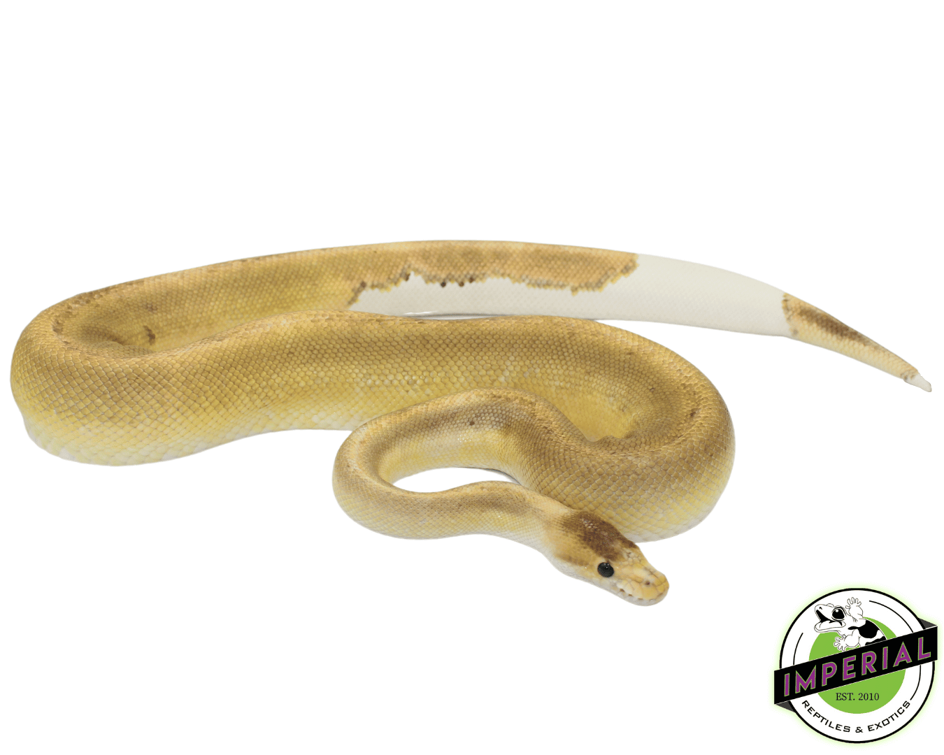 Cinnamon Champagne Ball Python Adult