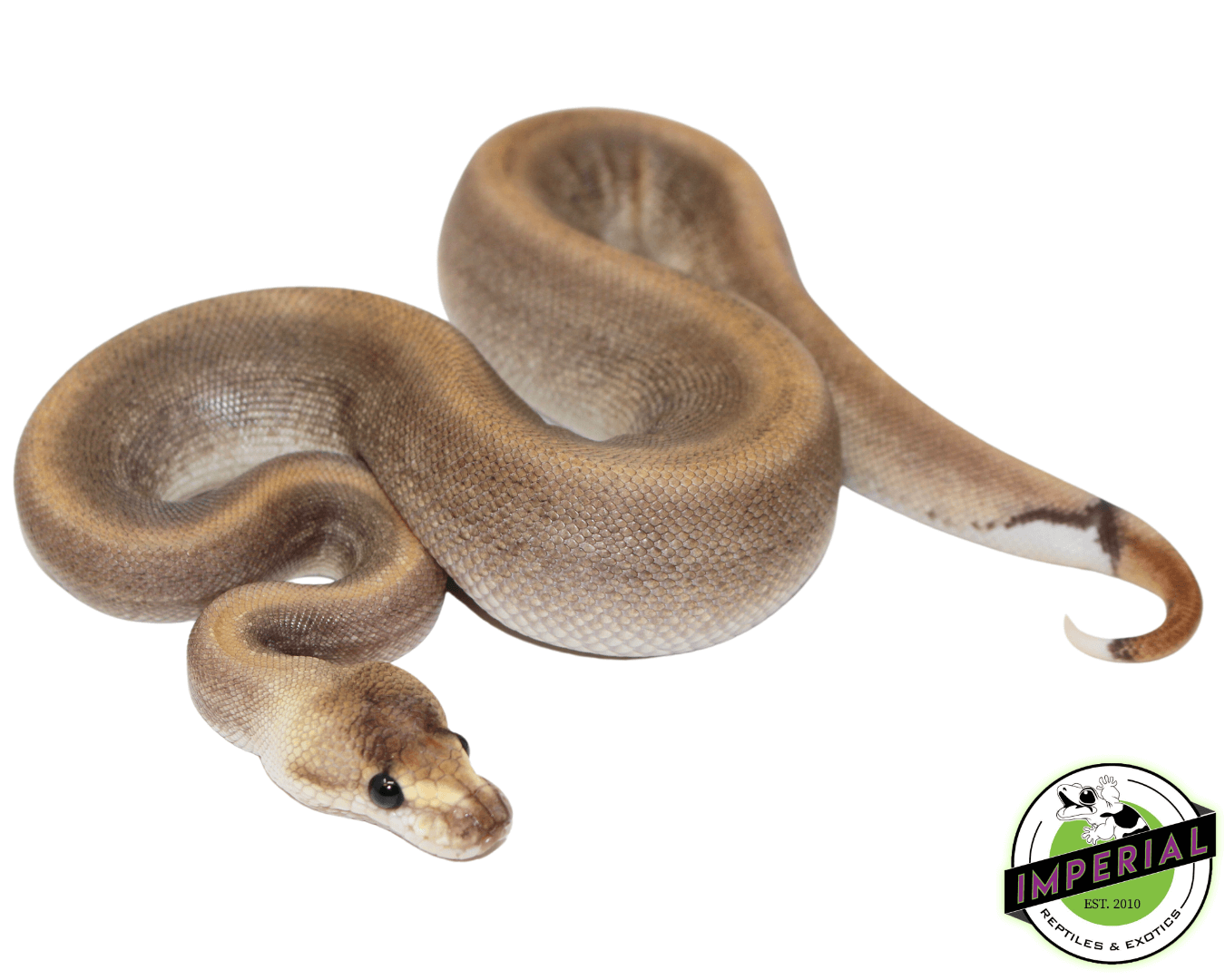 Cinnamon Champagne Ball Python — image 2