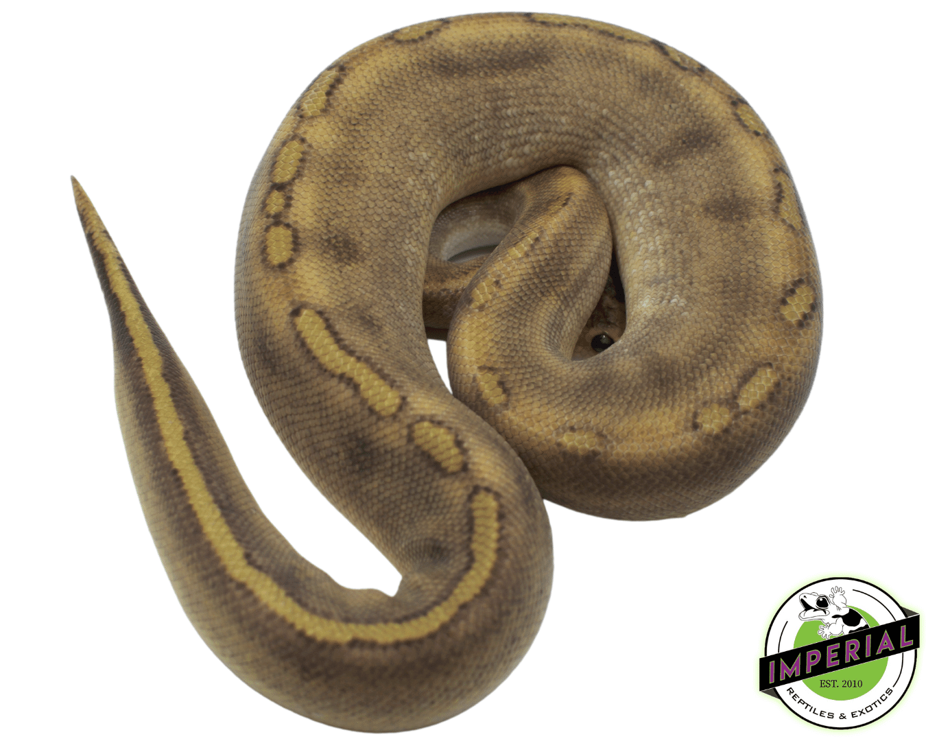 Cinnamon Champagne H. Albino PH G Stripe — image 2