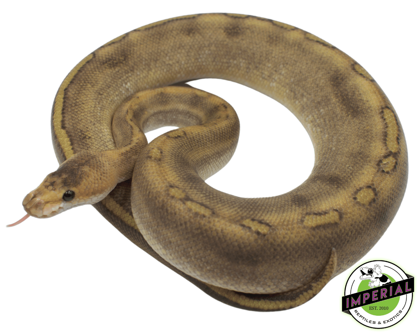 Cinnamon Champagne H. Albino PH G Stripe