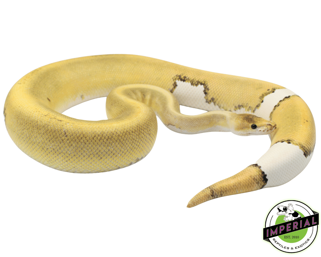 Cinnamon Champagne het. Ghost Ball Python Adult Female