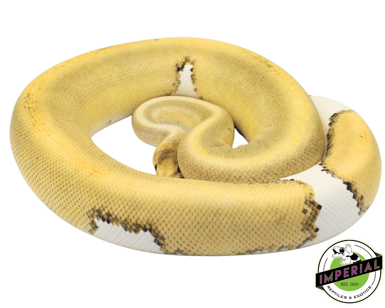 Cinnamon Champagne het. Ghost Ball Python Adult Female — image 2