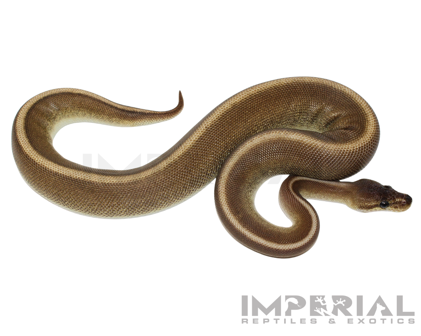 Cinnamon Genetic Stripe Ball Python