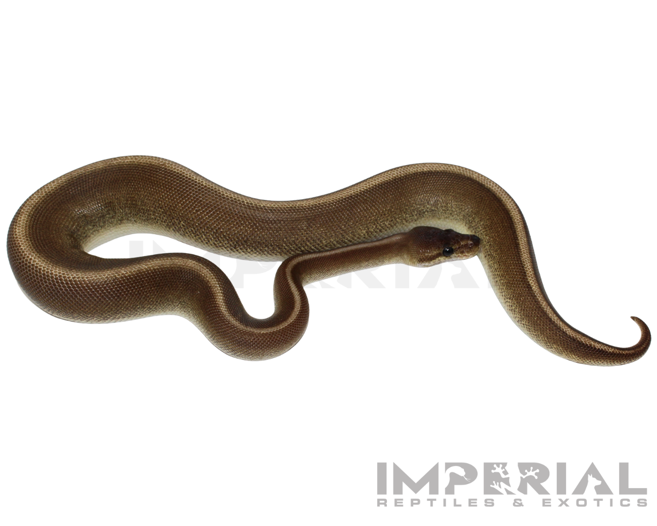 Cinnamon Genetic Stripe Ball Python — image 2