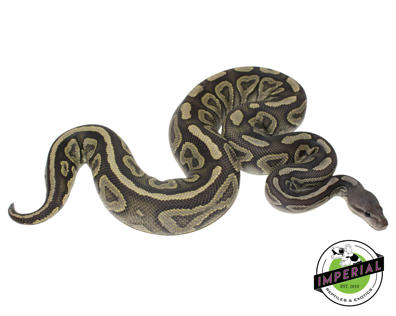 Cinnamon Ghost Ball Python Adult Female (#123124-06)