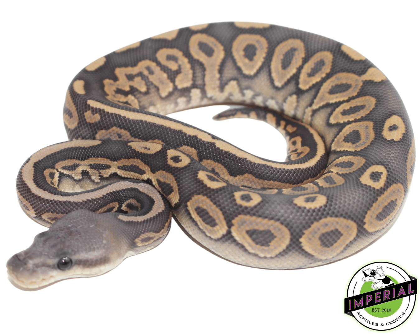 Cinnamon Ghost Ball Python