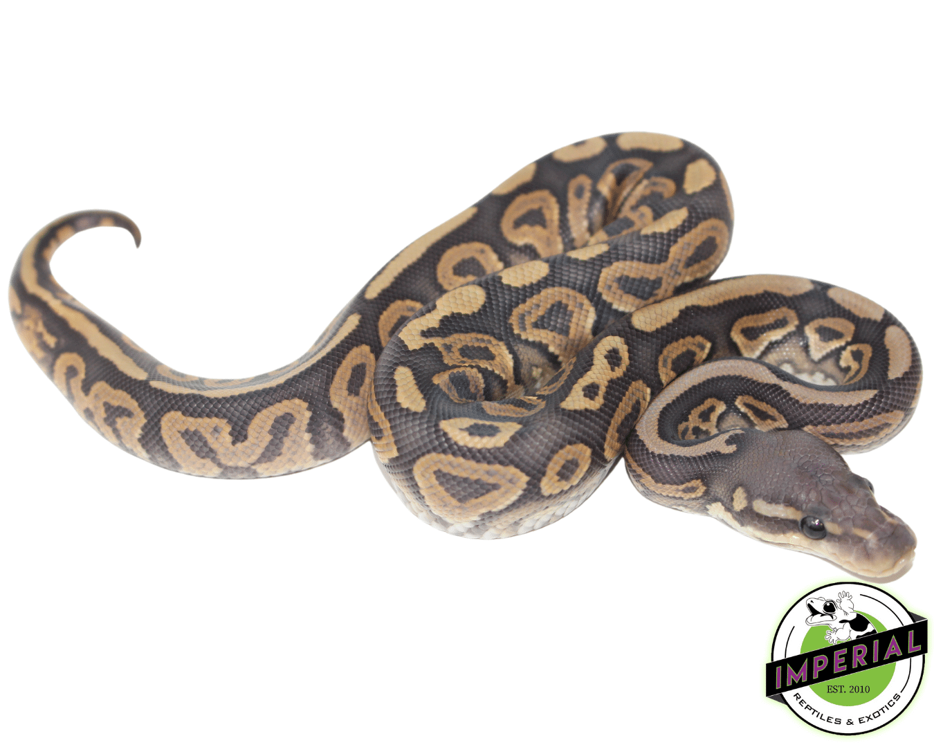Cinnamon Ghost Ball Python — image 2