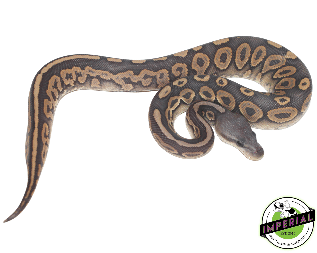 Cinnamon Ghost Ball Python — image 3
