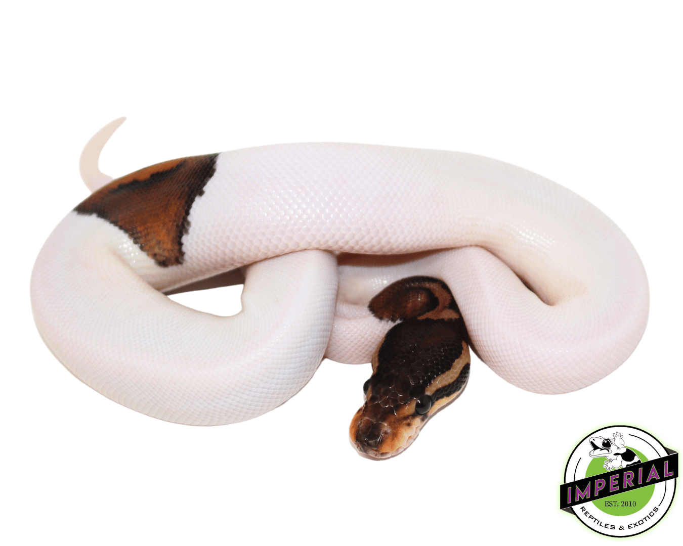 Cinnamon Pied Ball Python