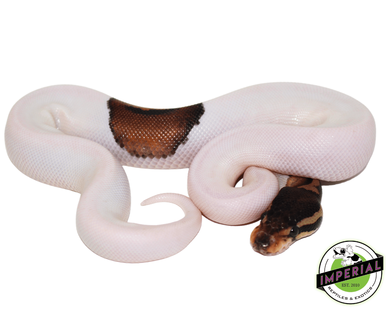 Cinnamon Pied Ball Python — image 2
