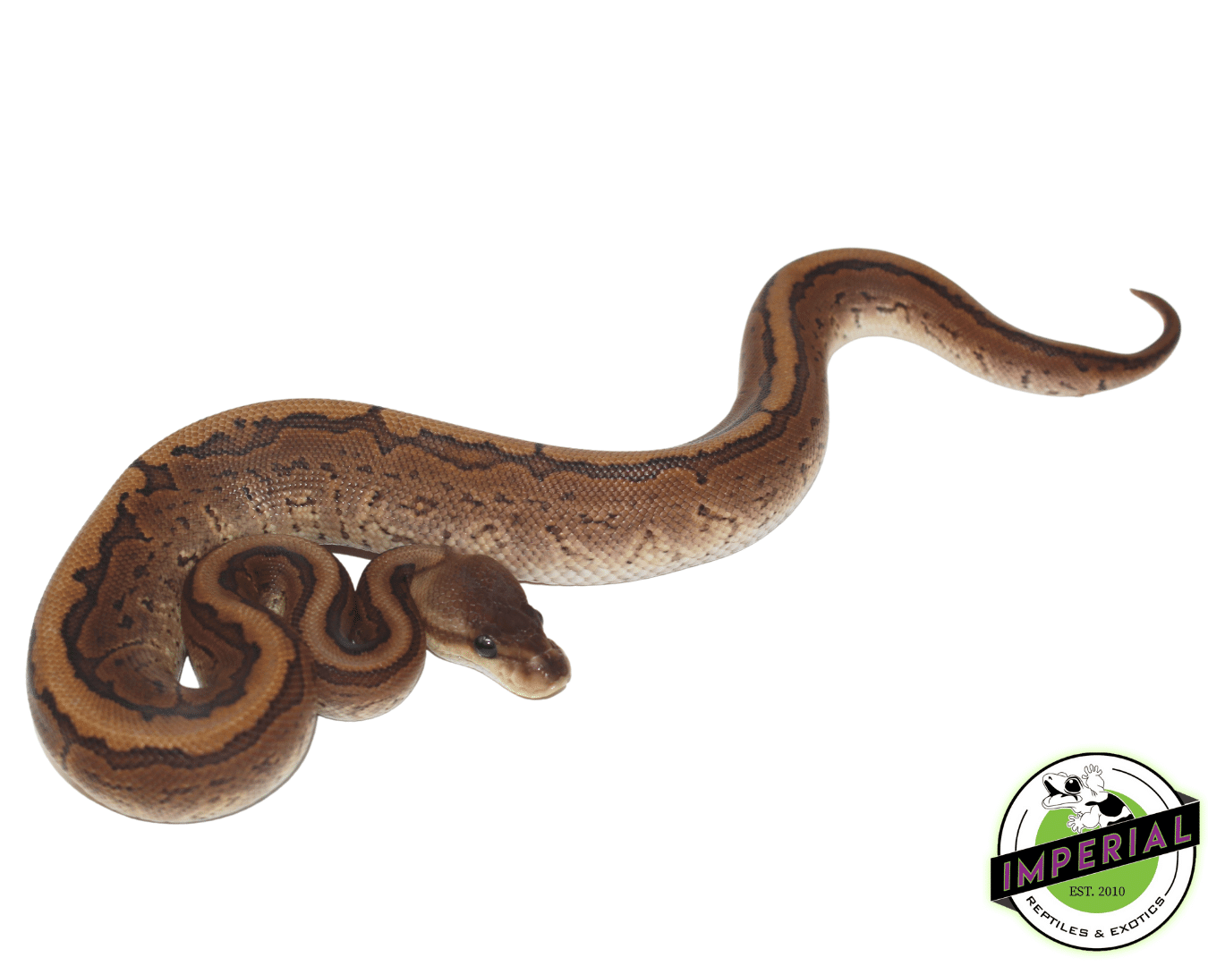 Cinnamon Pinstripe Ball Python — image 2