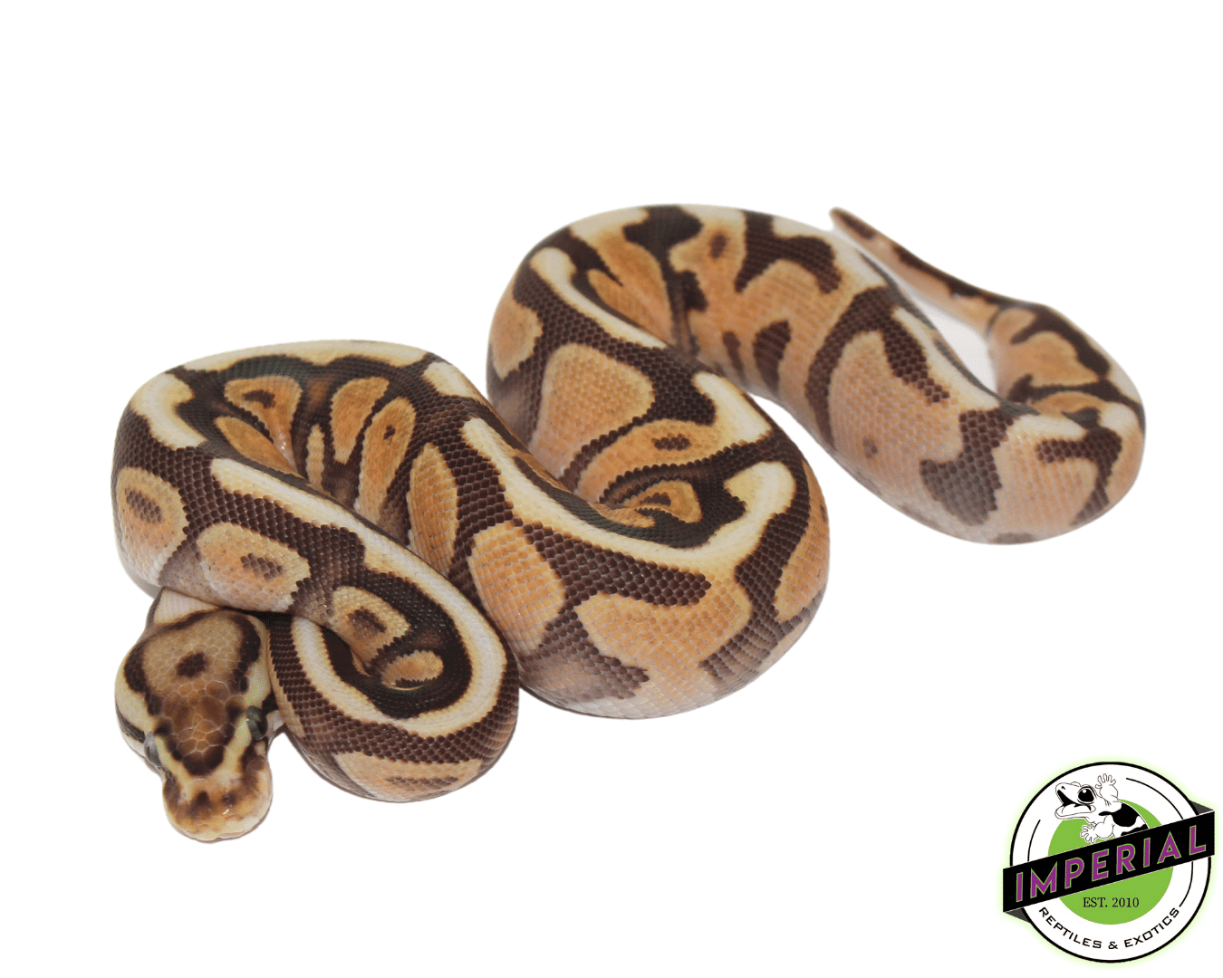 Cinnamon Spotnose Ball Python — image 2