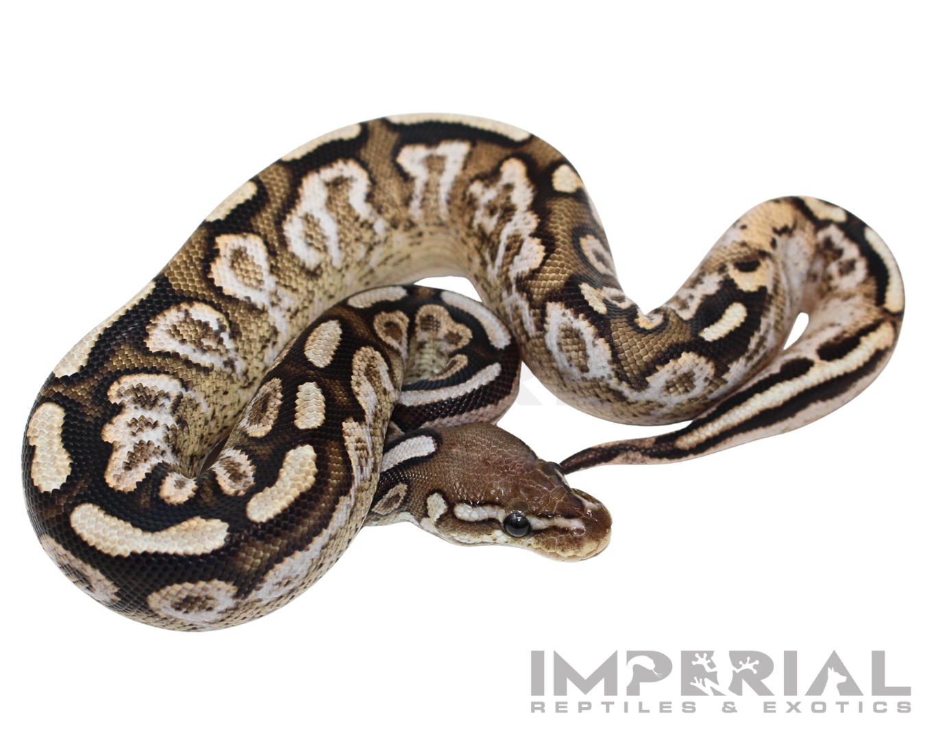 Cinnamon Spotnose Calico Ball Python Baby Female (#123124-01) — image 2