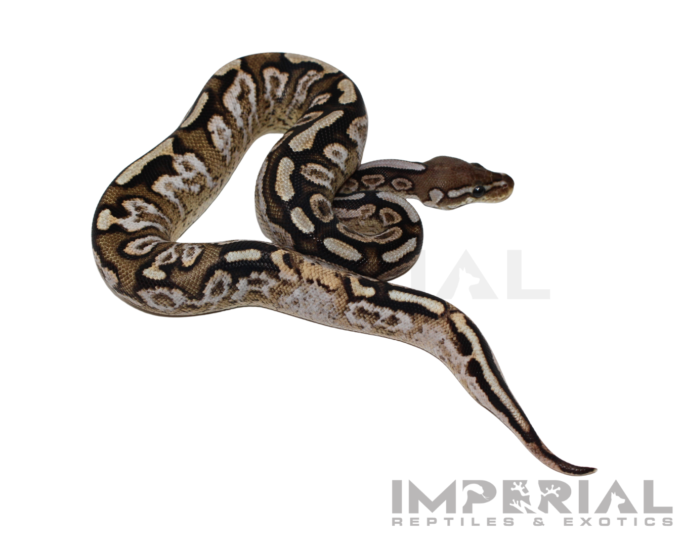 Cinnamon Spotnose Calico Ball Python Baby Female (#123124-01) — image 3