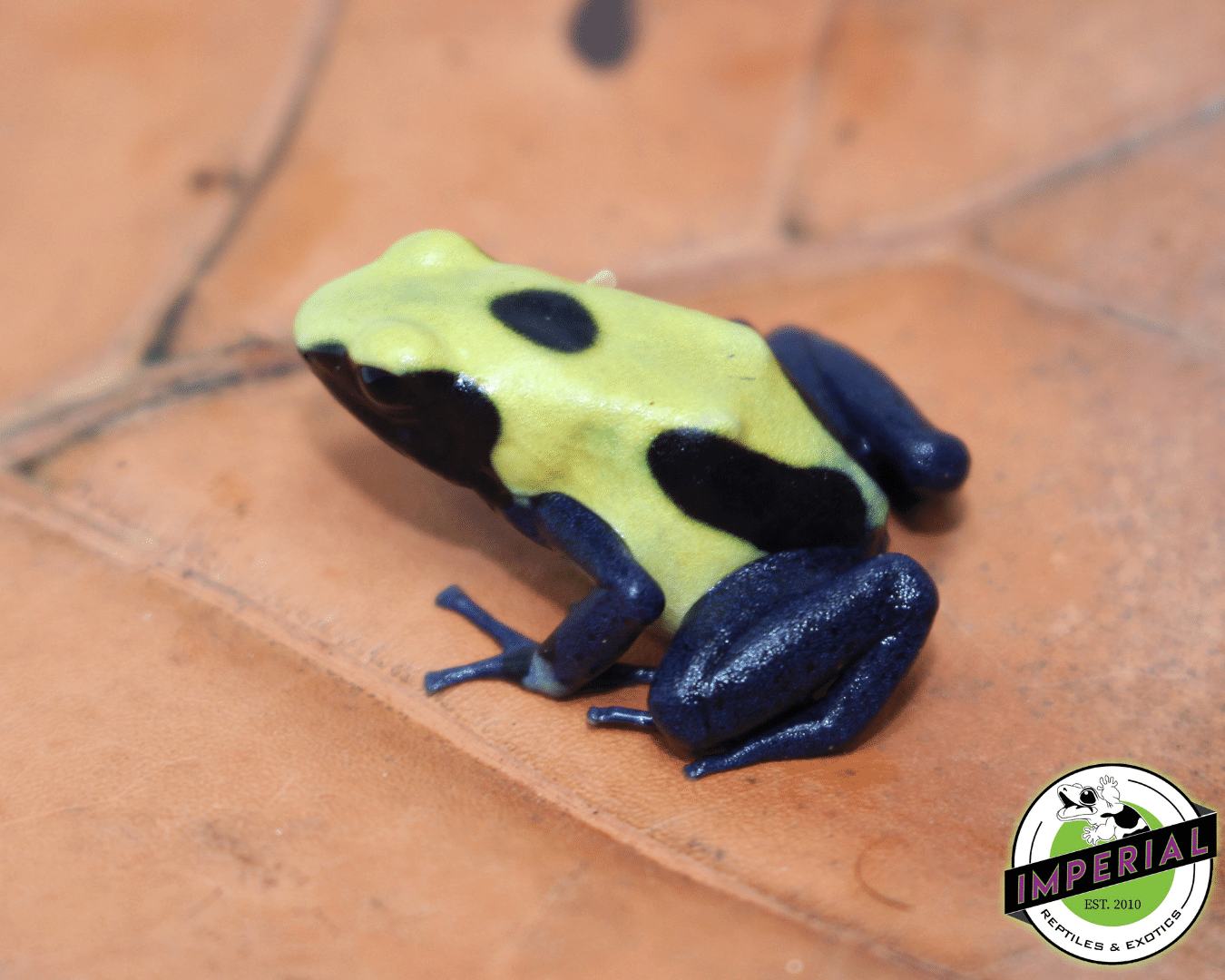 Citronella Dart Frog (Dendrobates tinctorius)