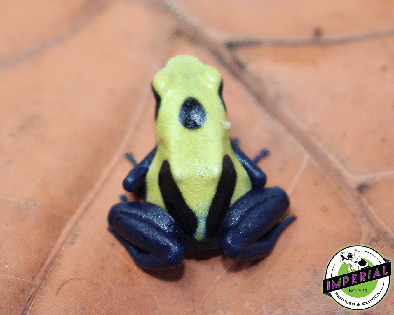 Citronella Dart Frog (Dendrobates tinctorius) — image 2