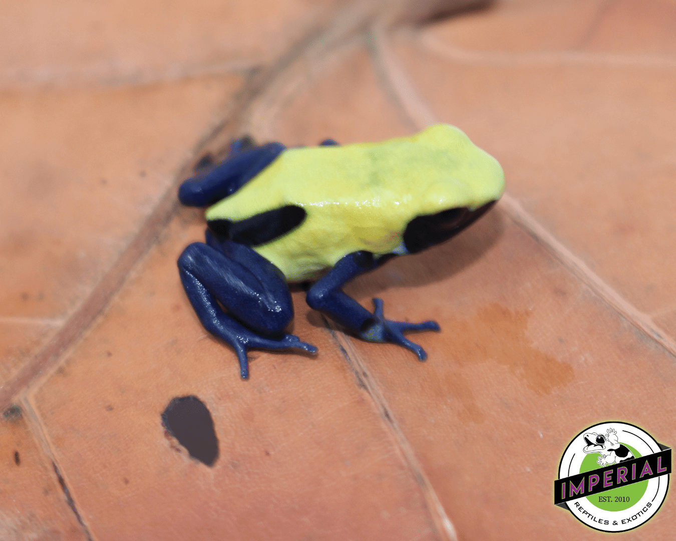 Citronella Dart Frog (Dendrobates tinctorius) — image 3