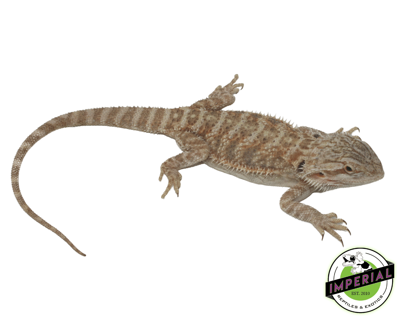 Citrus Bearded Dragon Adult — image 2