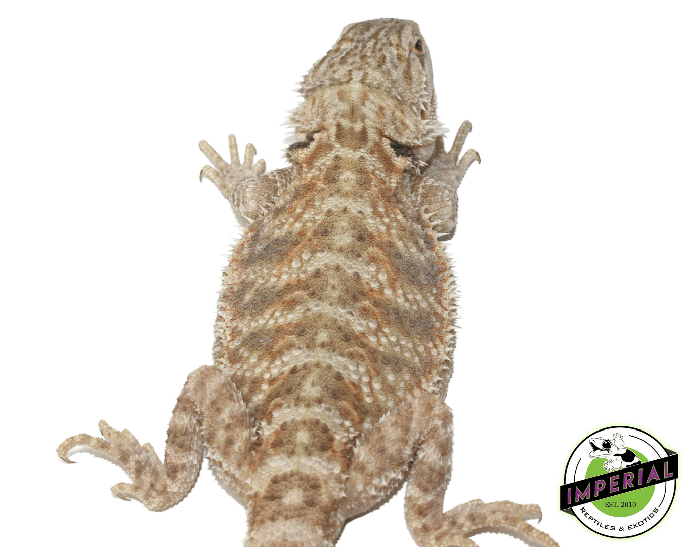 Citrus Bearded Dragon Adult — image 3